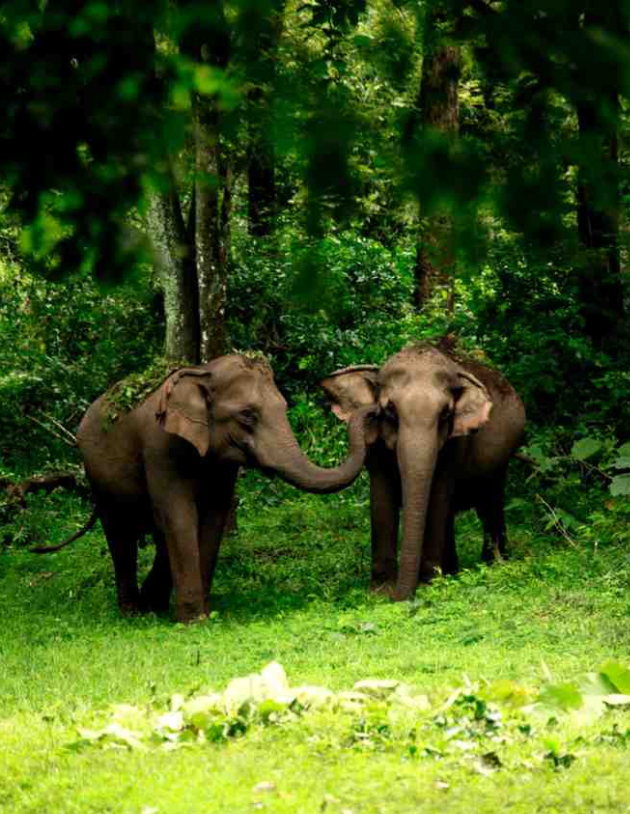 Muthanga Wildlife Sanctuary 